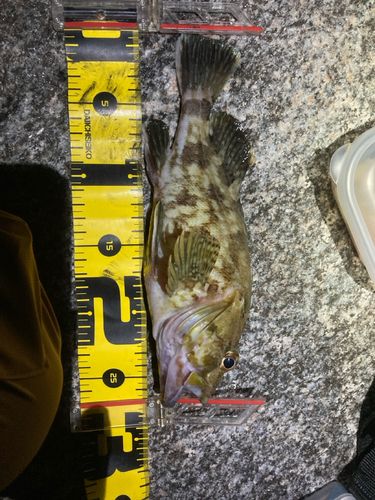 カサゴの釣果