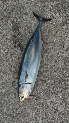 ソウダガツオの釣果