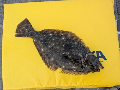ソゲの釣果