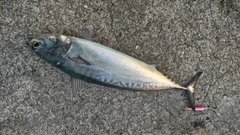 ソウダガツオの釣果