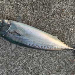 ソウダガツオ