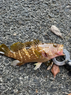 キジハタの釣果