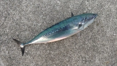 ソウダガツオの釣果