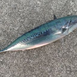 ソウダガツオ