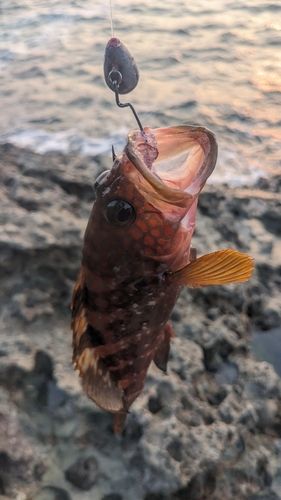 キジハタの釣果