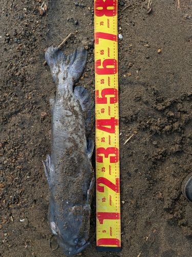 アメリカンキャットフィッシュの釣果