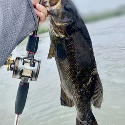 スモールマウスバス