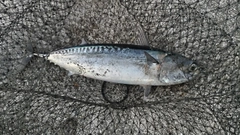 ソウダガツオの釣果