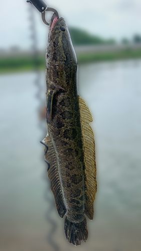 ライギョの釣果