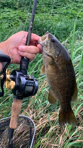 スモールマウスバスの釣果