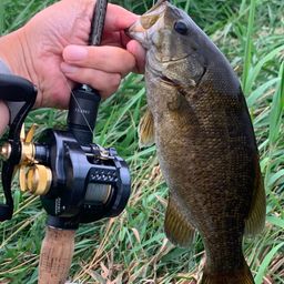 スモールマウスバス