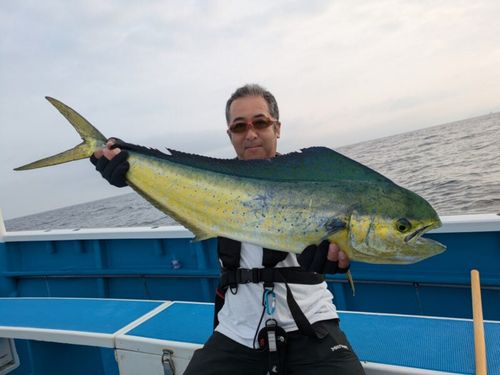 シイラの釣果