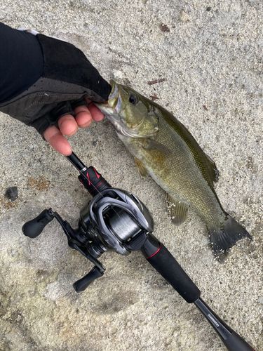 スモールマウスバスの釣果