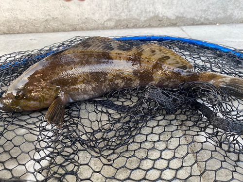アイナメの釣果