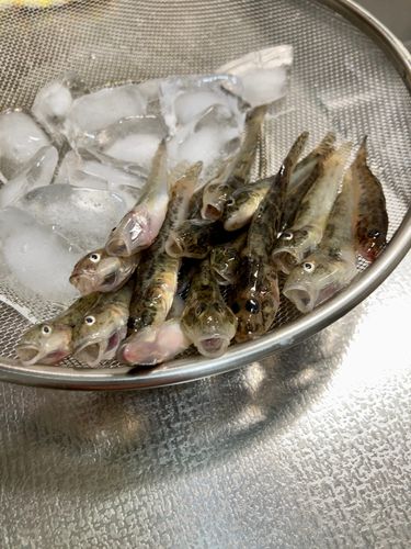 ハゼの釣果