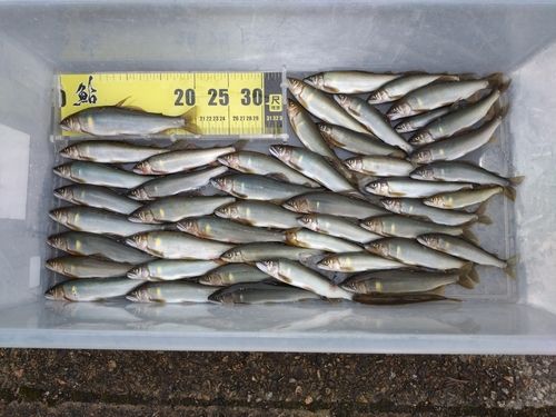 アユの釣果