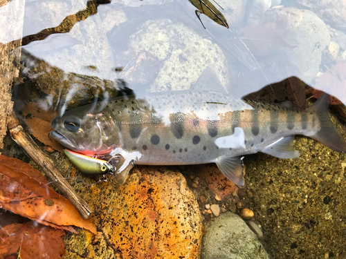 ヤマメの釣果