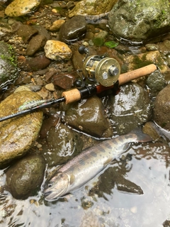 ヤマメの釣果