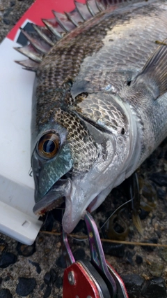 チヌの釣果