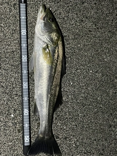 スズキの釣果