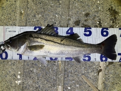 シーバスの釣果