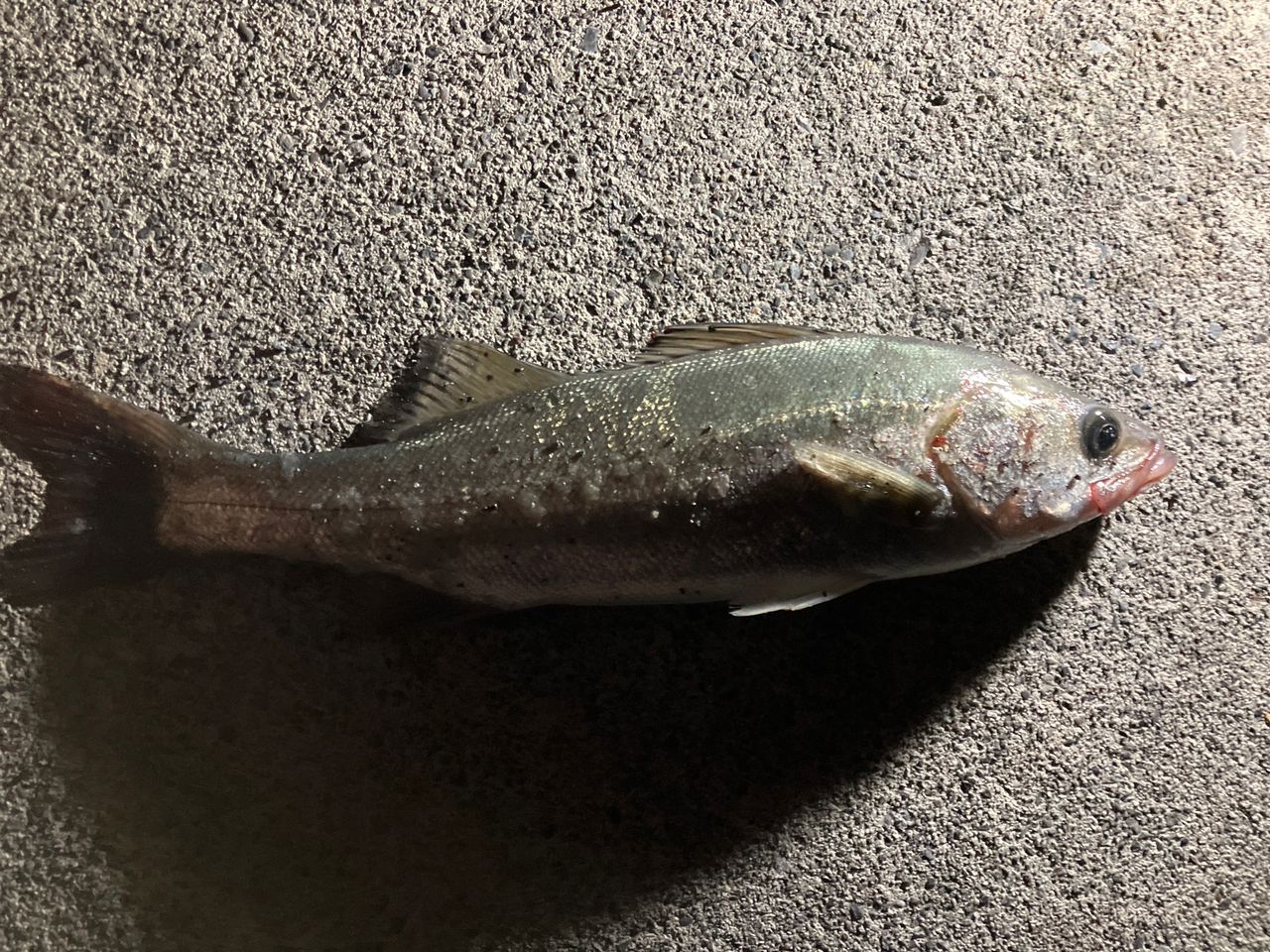 セイゴ（タイリクスズキ）