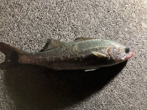 セイゴ（タイリクスズキ）の釣果
