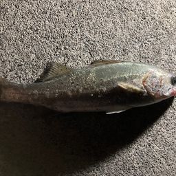 セイゴ（タイリクスズキ）