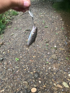 ヤマメの釣果