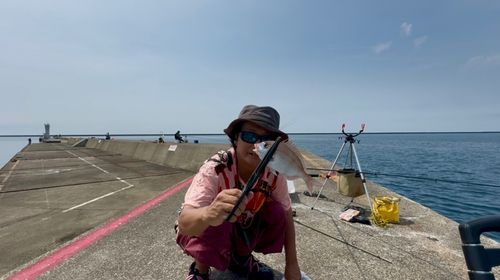 チダイの釣果