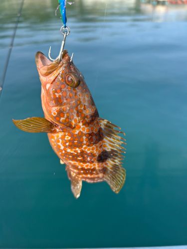キジハタの釣果