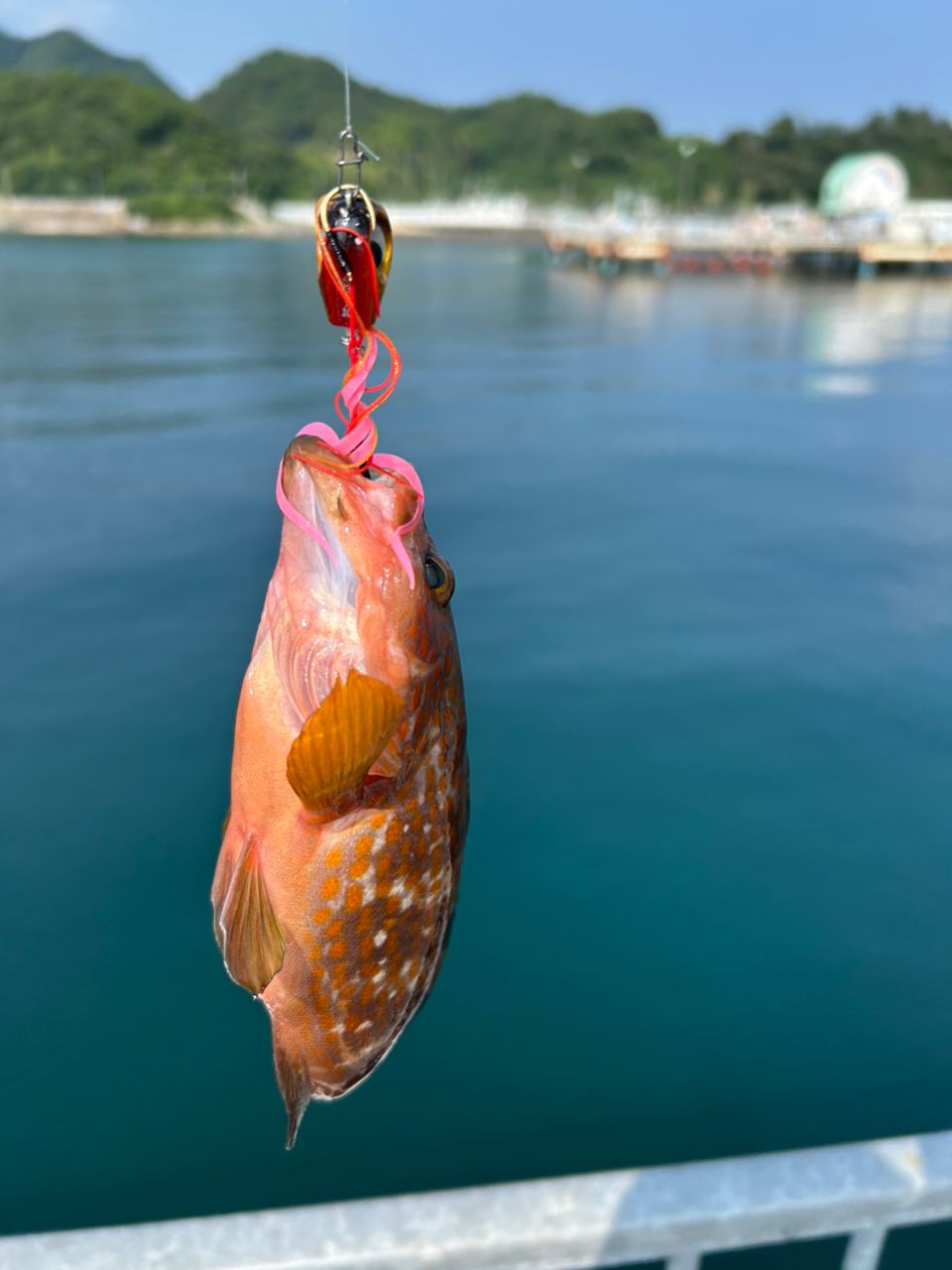 キジハタ