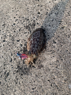 モンゴウイカの釣果