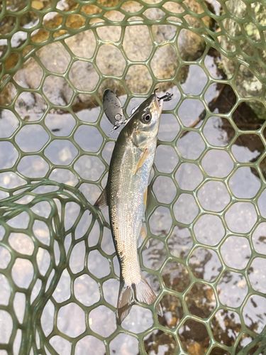 ウグイの釣果
