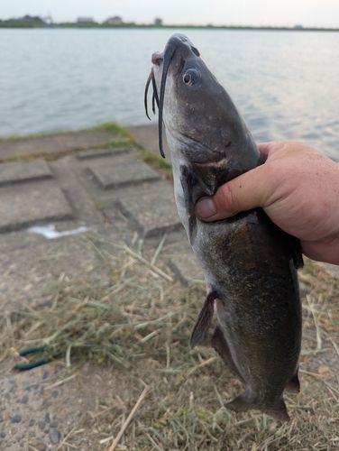アメリカナマズの釣果