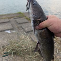 アメリカナマズ