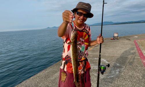 エソの釣果
