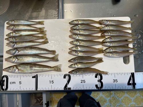キスの釣果