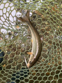 ウグイの釣果