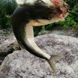 ハス