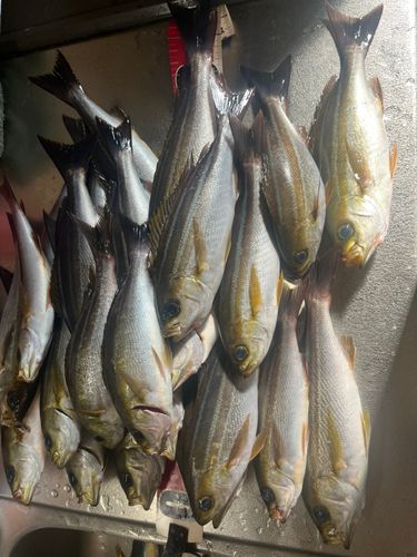 イサキの釣果
