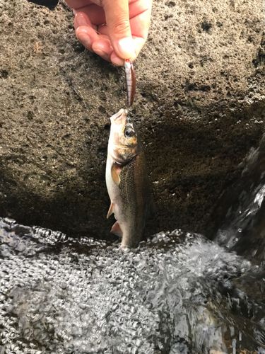 ウグイの釣果