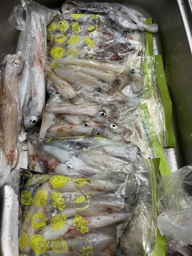 ケンサキイカの釣果