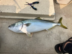 ワラサの釣果