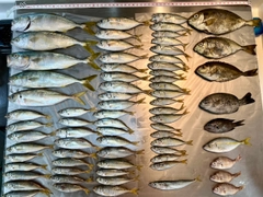 アジの釣果