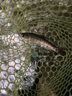 ヤマメの釣果