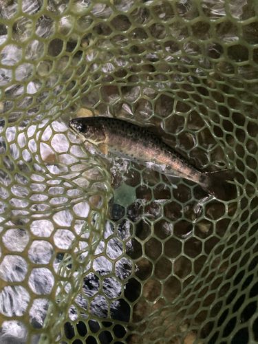 ヤマメの釣果