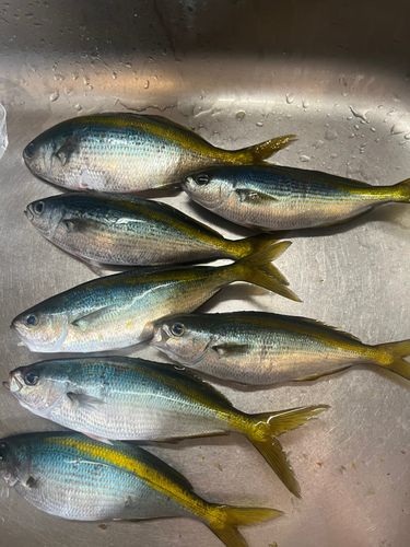 タカベの釣果