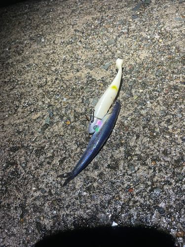 クロソイの釣果
