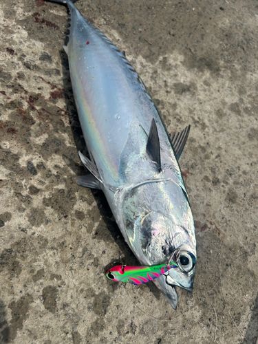 ソウダガツオの釣果